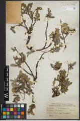 Foto von Salix arctica Pall.